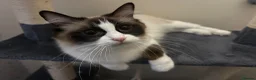 Ragdoll cats for sale: 🐾 Pure Ragdoll Kittens 🐾 in Exeter - Advert 3