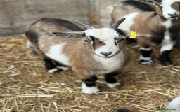 Goats livestock for sale: Hilarious friendly baby Pygmy kids for sale  - Image 6