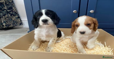 Cocker Spaniel dogs - Advert 1