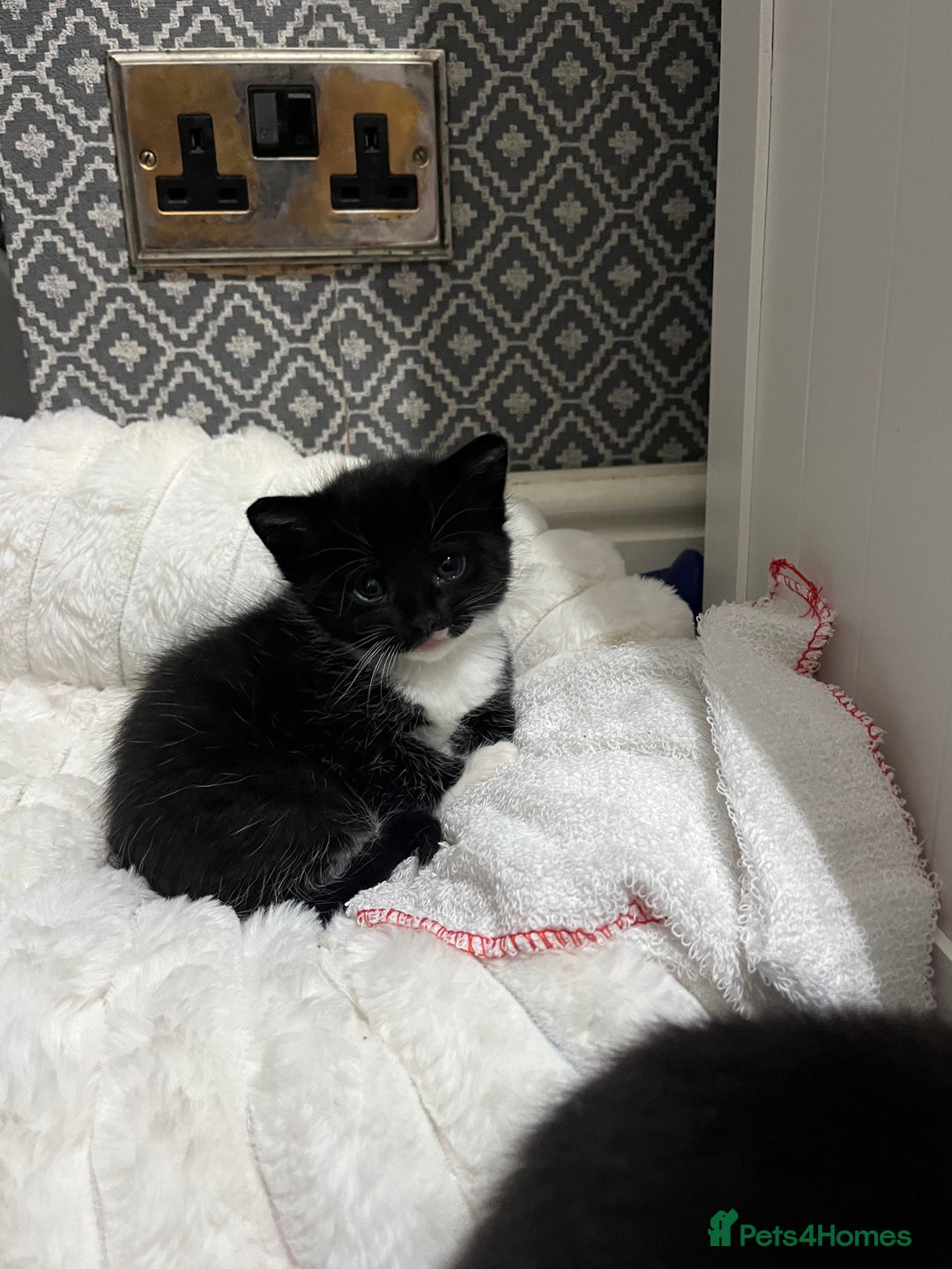 British Shorthair cats for sale: Mix of Persian and domestic short hair kittens - Advert 3