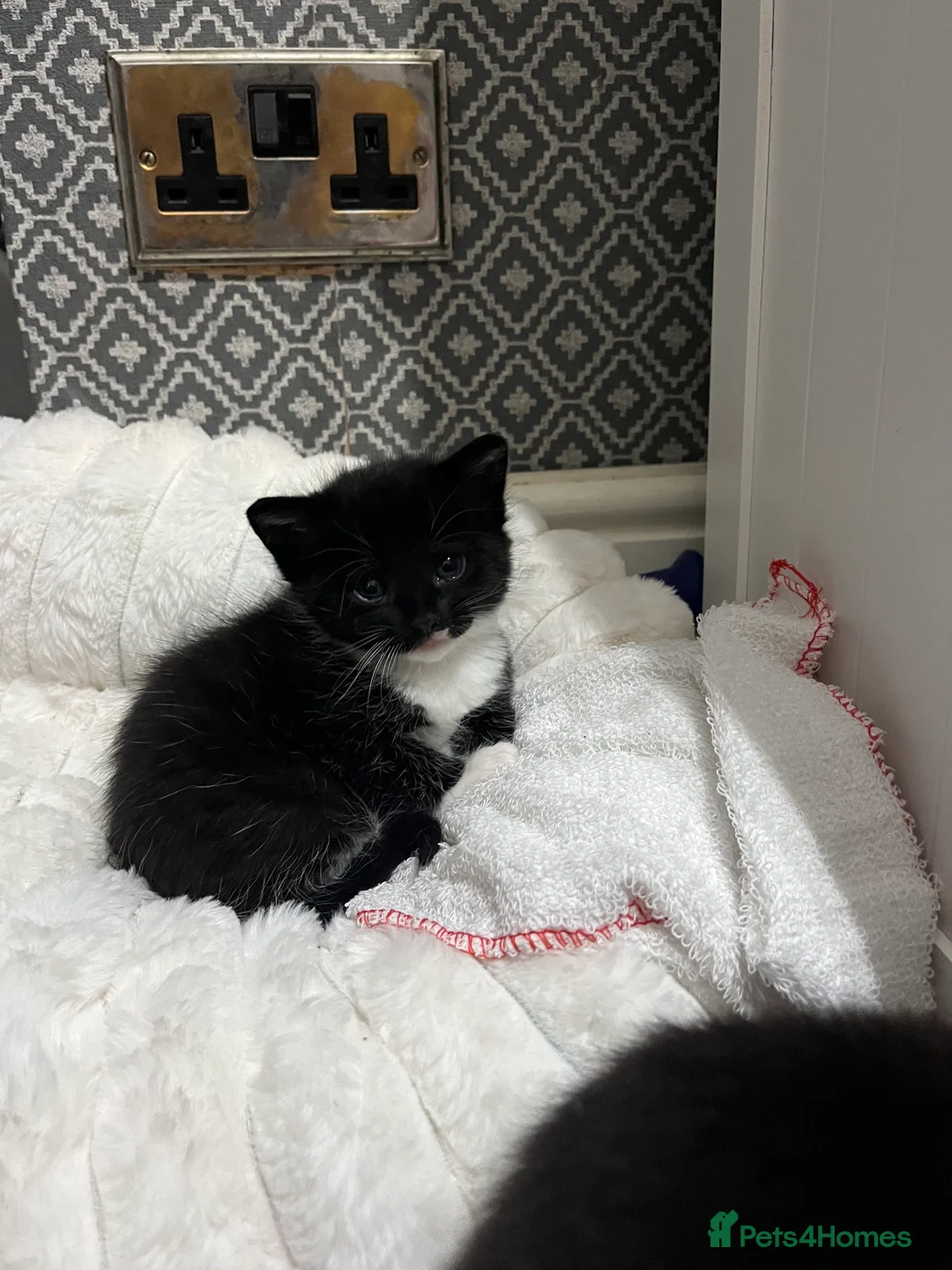 British Shorthair cats for sale: Mix of Persian and domestic short hair kittens - Advert 3