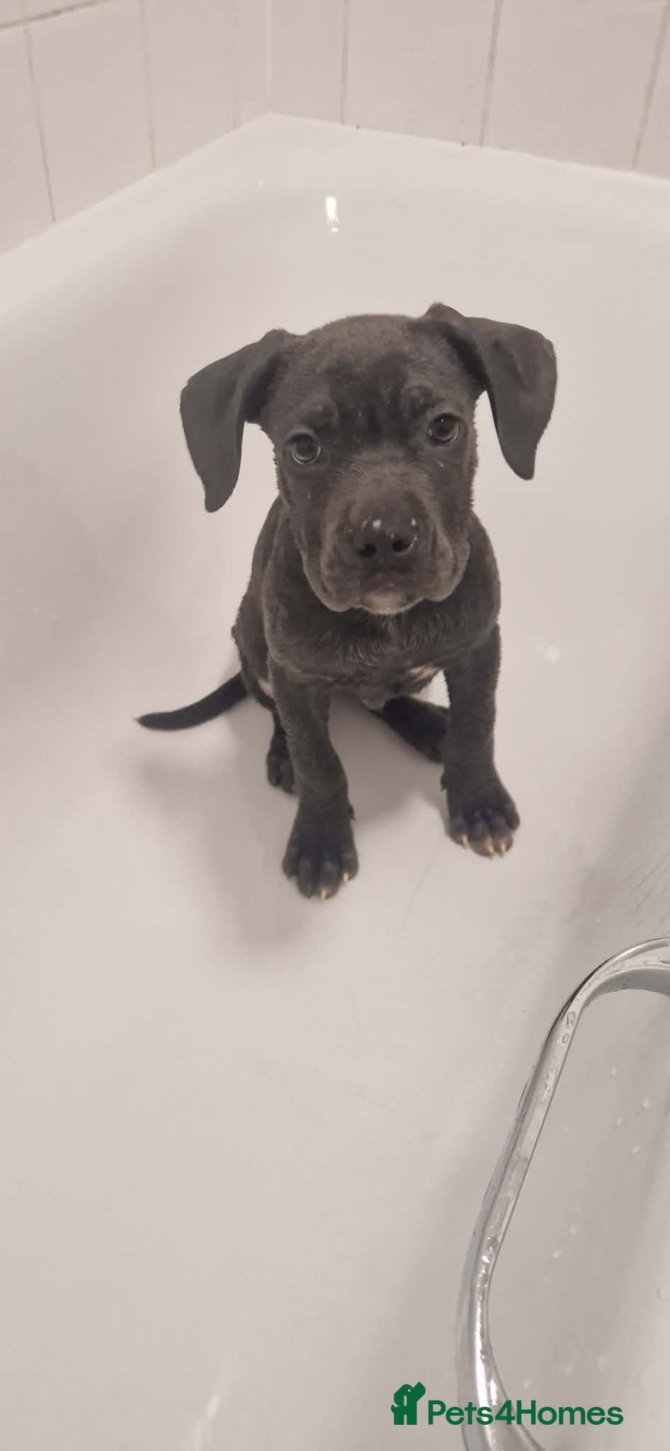 Mixed Breed dogs LAST1LEFT Cane corso X Staffordshire bull terrier - Advert 3