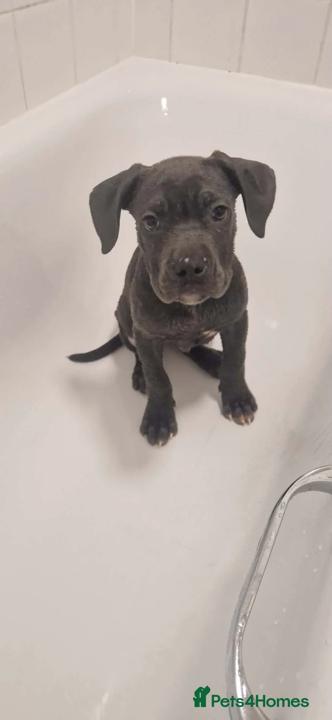 Mixed Breed dogs for sale: LAST1LEFT Cane corso X Staffordshire bull terrier - Advert 1
