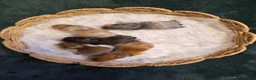 Mini Lop rabbits for sale: 2 litters - Lops & Lion-Lops - Advert 2