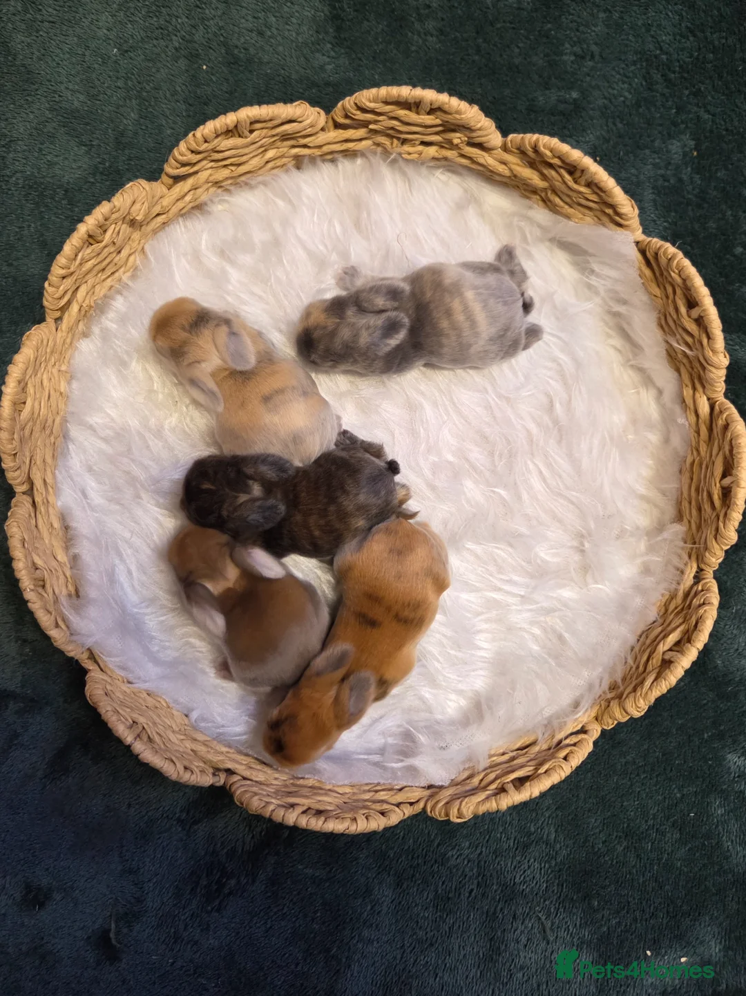 Mini Lop rabbits for sale: 2 litters - Lops & Lion-Lops - Advert 2