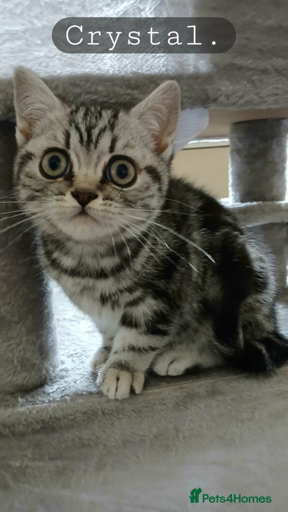 British Shorthair cats Bsh.Tabby kittens.Various prices for kittens. - Advert 12