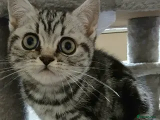 British Shorthair cats Bsh.Tabby kittens.Various prices for kittens. - Advert 12