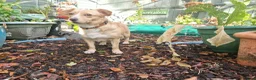 Mixed Breed dogs for adoption: Klara, Gentle Girl Looking for a Patient Home - Advert 6