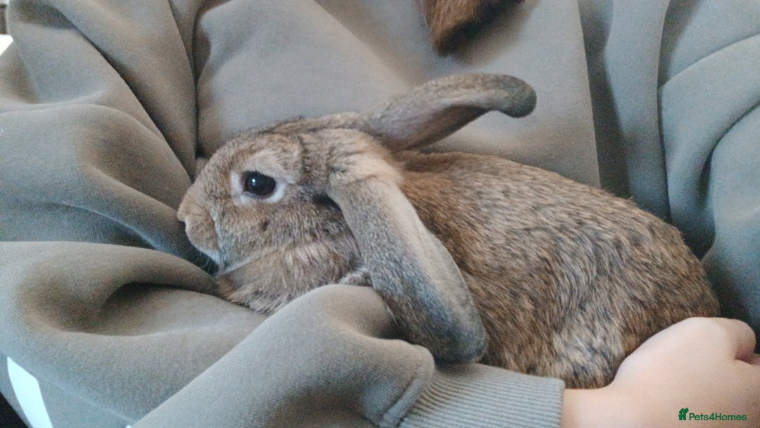 Mini Lop rabbits for sale: 4 Pure bred Mini Lop Rabbits *FOR SALE* 🥰 - Image 20