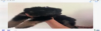 German Shepherd lilac