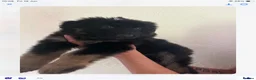 German Shepherd dogs for sale: Big beautiful German shepherd pups - Advert 19