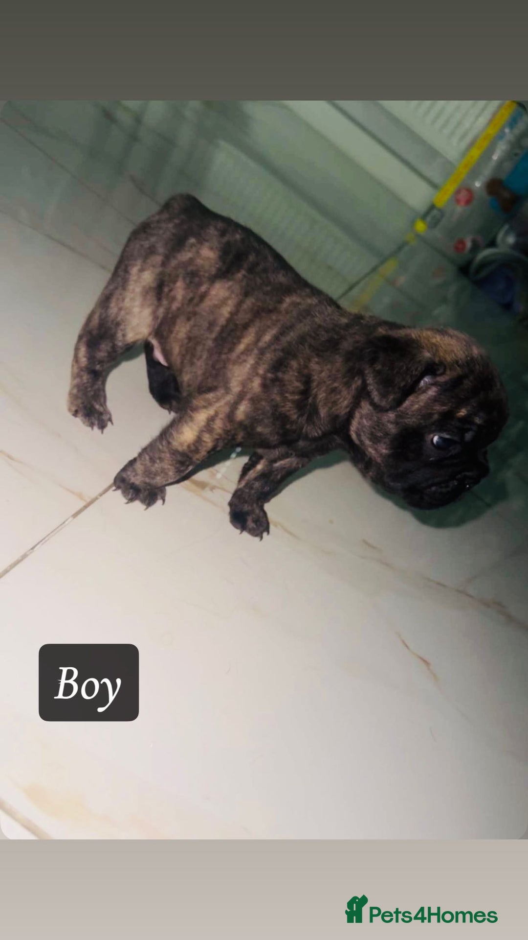French Bulldog dogs for sale: Fluffy carriers variety of colors  - Image 3
