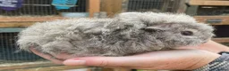 Guinea Pig rodents for sale: Baby guinea pigs  - Advert 6