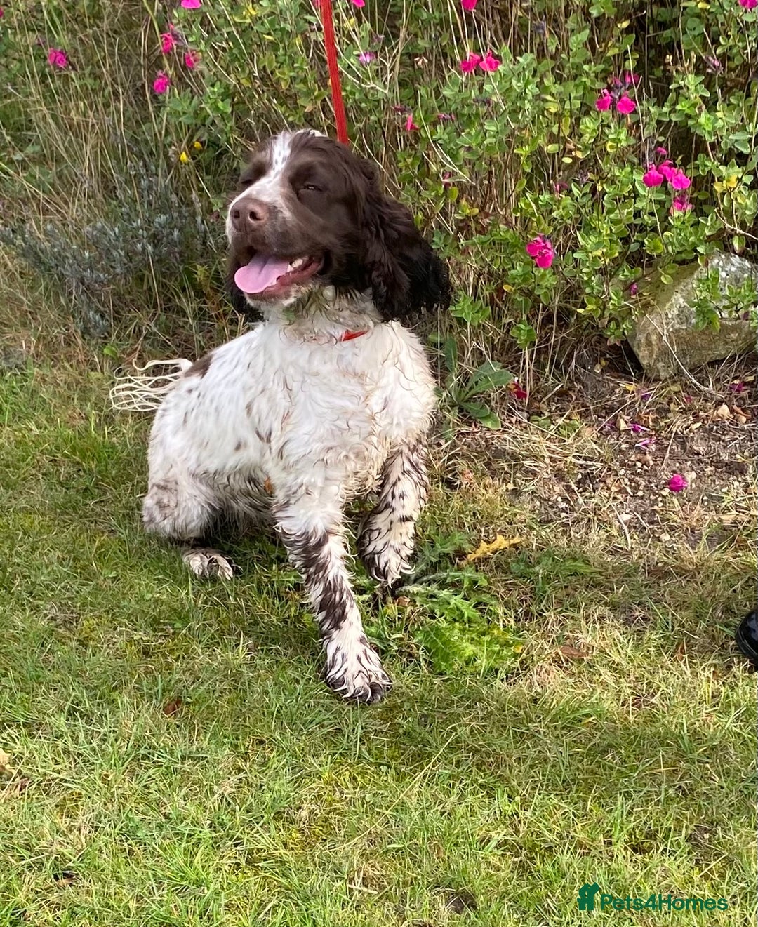 Cocker Spaniel dogs for sale: Adorable show cocker spaniel - Advert 6