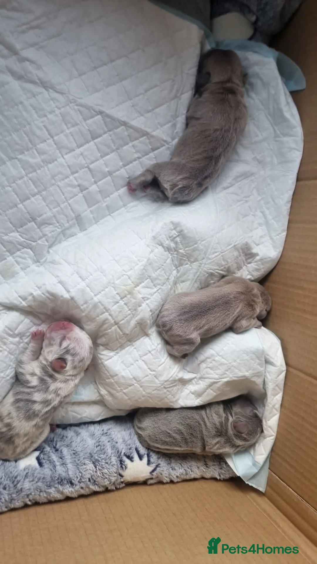 French Bulldog dogs for stud: Lilac merle French bulldog for stud  in Stevenage - Advert 26