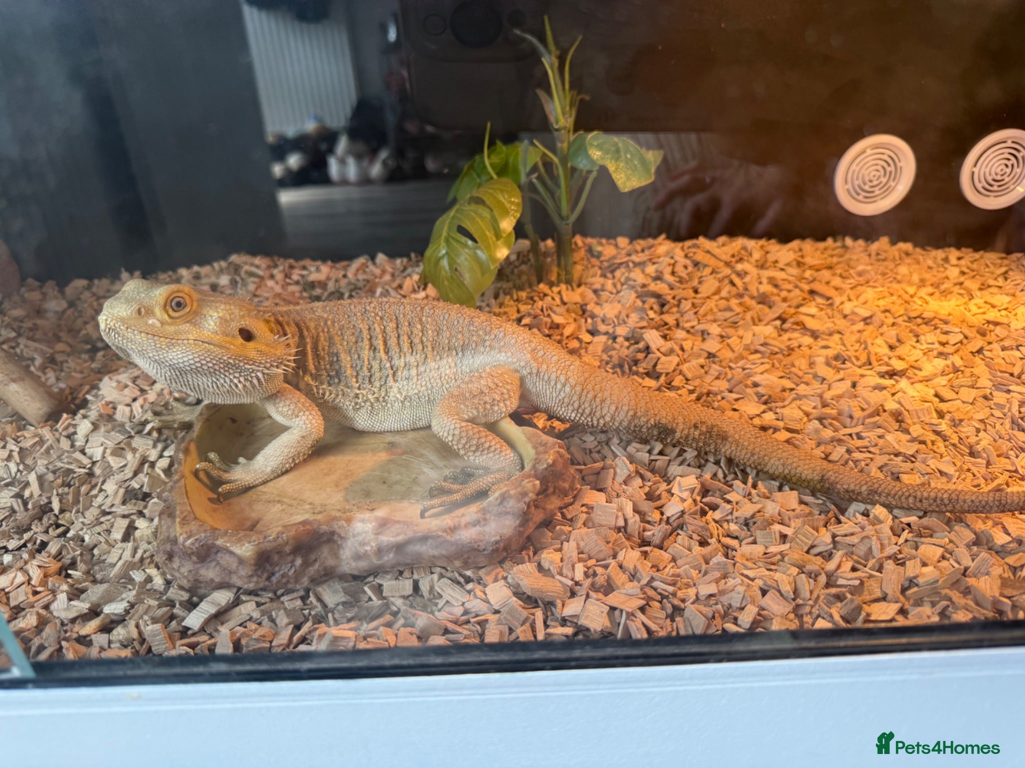 Bearded Dragon reptiles Bearded dragon  - Advert 1