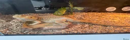 Bearded Dragon reptiles for sale: Bearded dragon  in Bristol - Advert 1