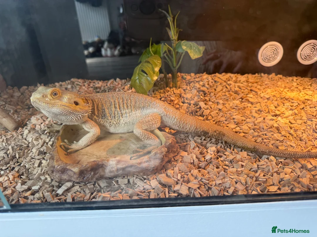 Bearded Dragon reptiles for sale: Bearded dragon  in Bristol - Advert 1
