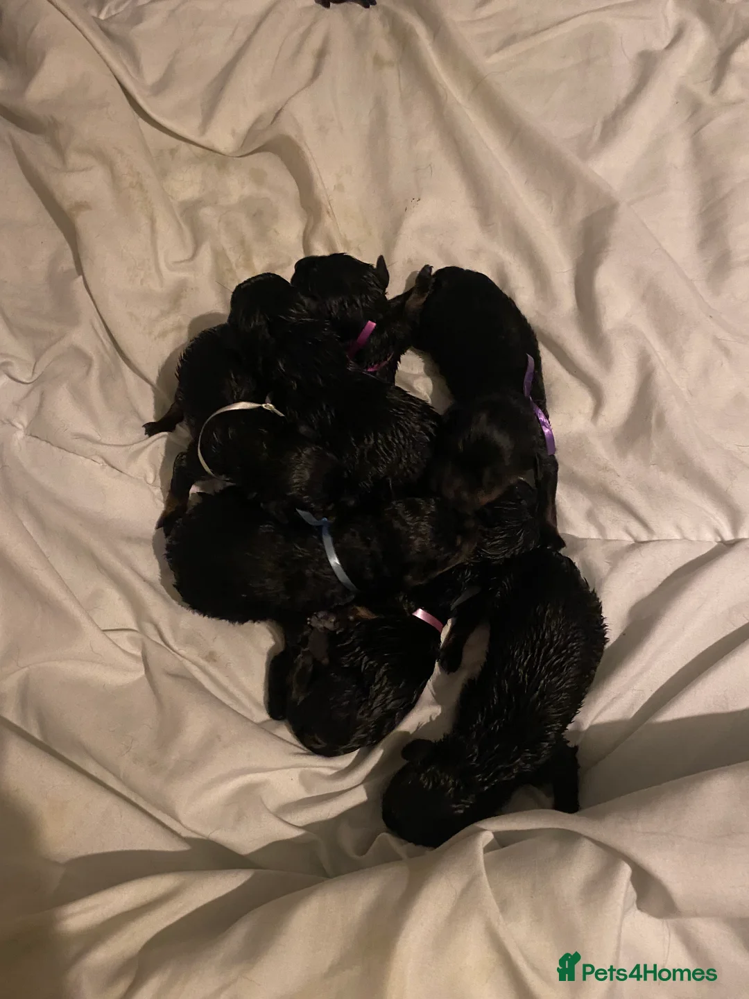 Rottweiler dogs for sale: Mix of different kinds of Rottweiler  - Advert 4