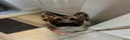 German Shepherd dogs for sale: German shepherd  - Advert 4