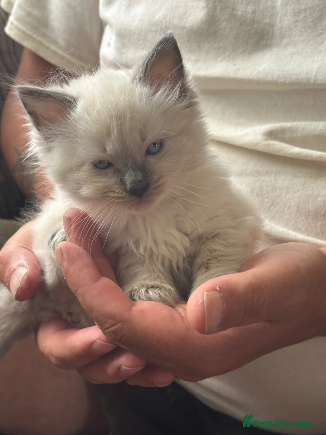 Ragdoll cats for sale: Ragdoll kitten 1 boy left  - Advert 3