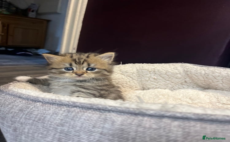 Persian cats - Advert 16