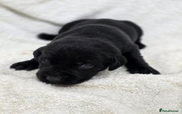 Labrador Retriever dogs for sale: 🐾 Adorable Black Labrador Puppies Ready Soon 🖤🐾 - Image 23