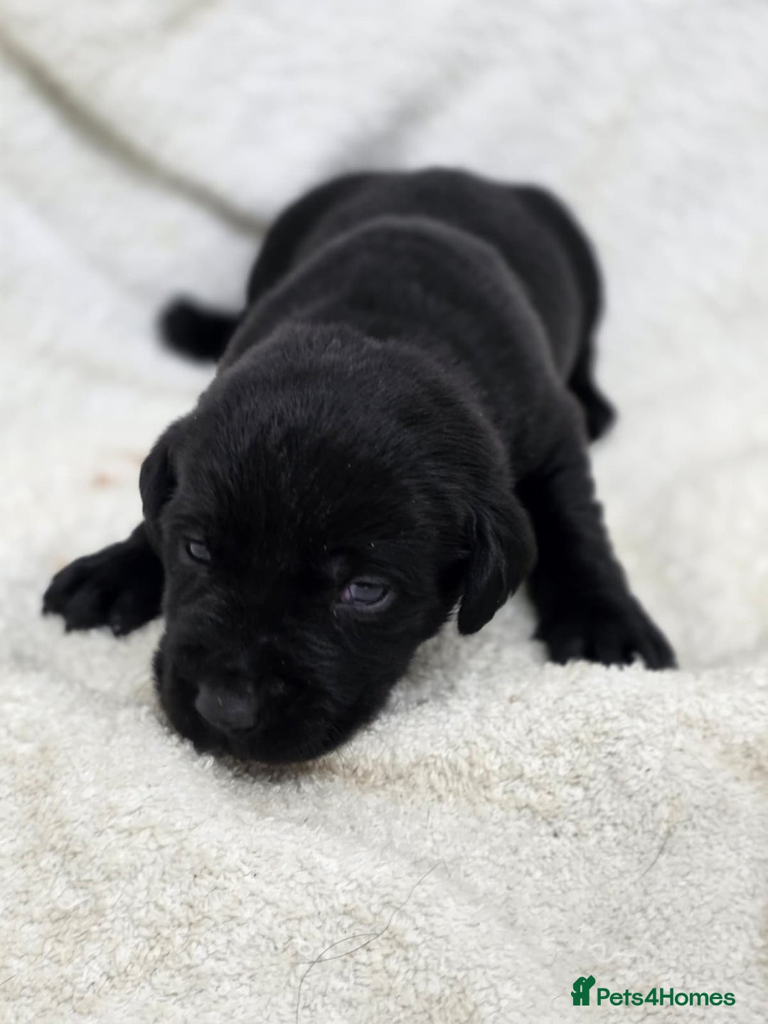 Labrador Retriever dogs for sale: 🐾 Adorable Black Labrador Puppies Ready Soon 🖤🐾 - Image 23