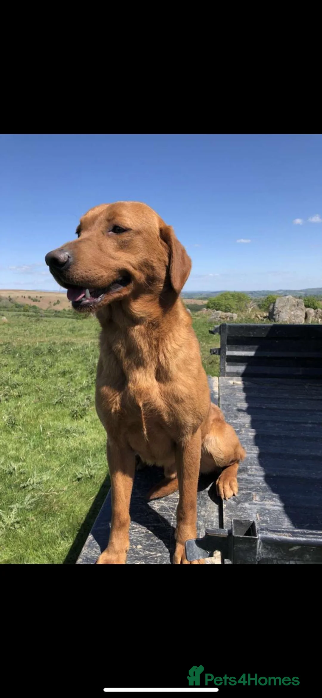 Labrador Retriever dogs for sale: Quality Labrador puppies ready to reserve.  - Advert 2