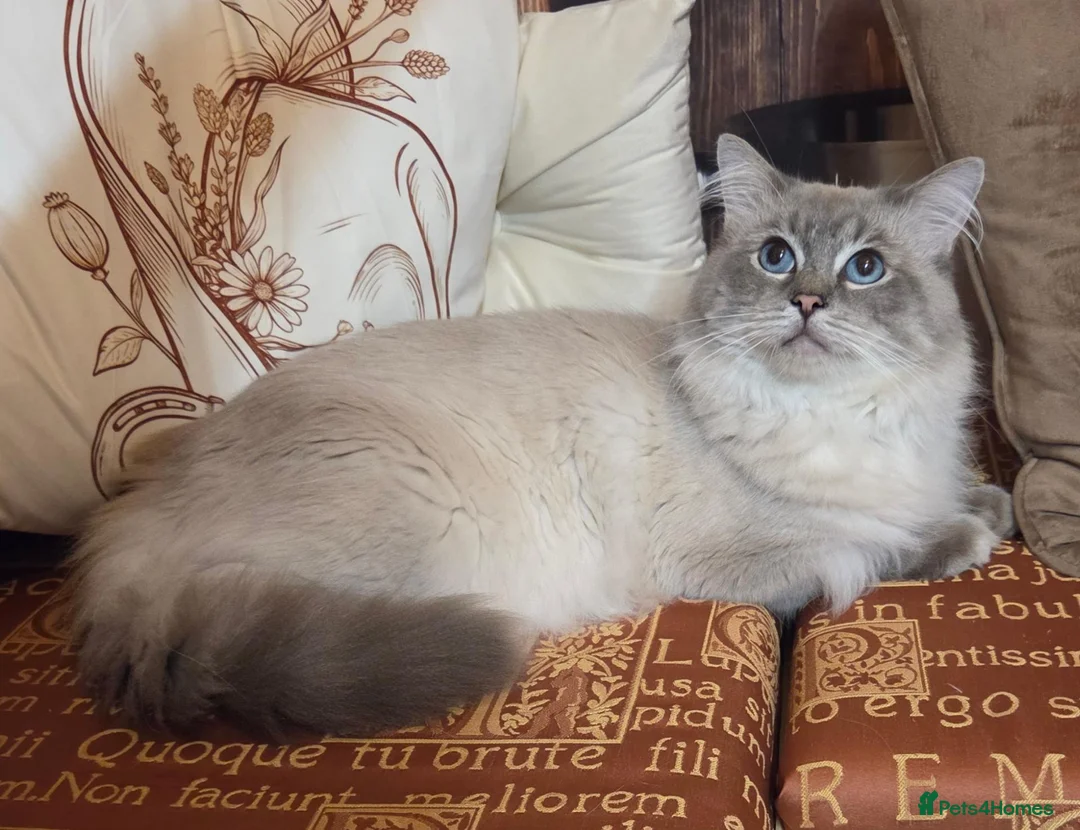 Ragdoll cats for stud: *Stud* gccf & tica registered Blue tabby point  - Advert 3