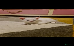 Domestic Shorthair cats for sale: 2 white kittens ready to move into their new homes - Image 4