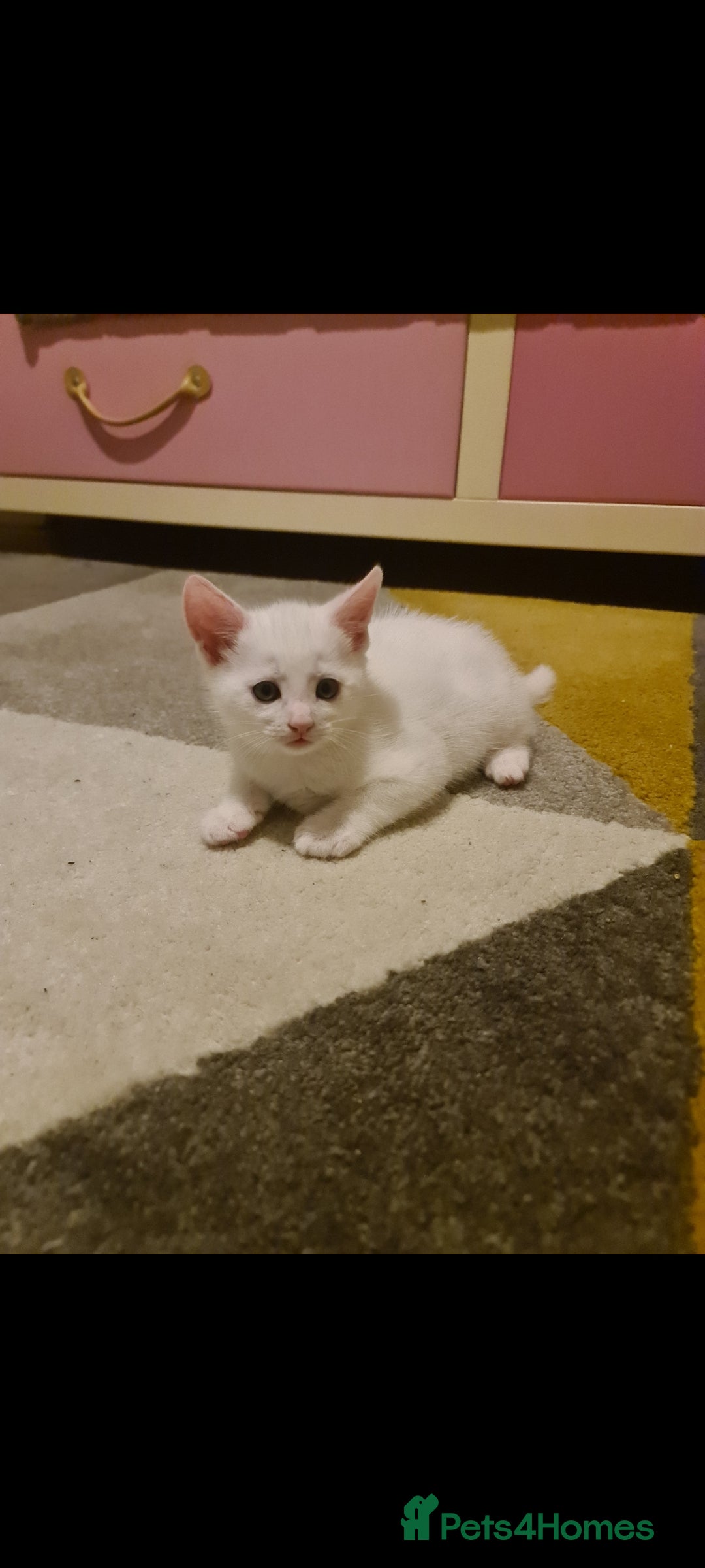 Domestic Shorthair cats for sale: 2 white kittens ready to move into their new homes - Image 4