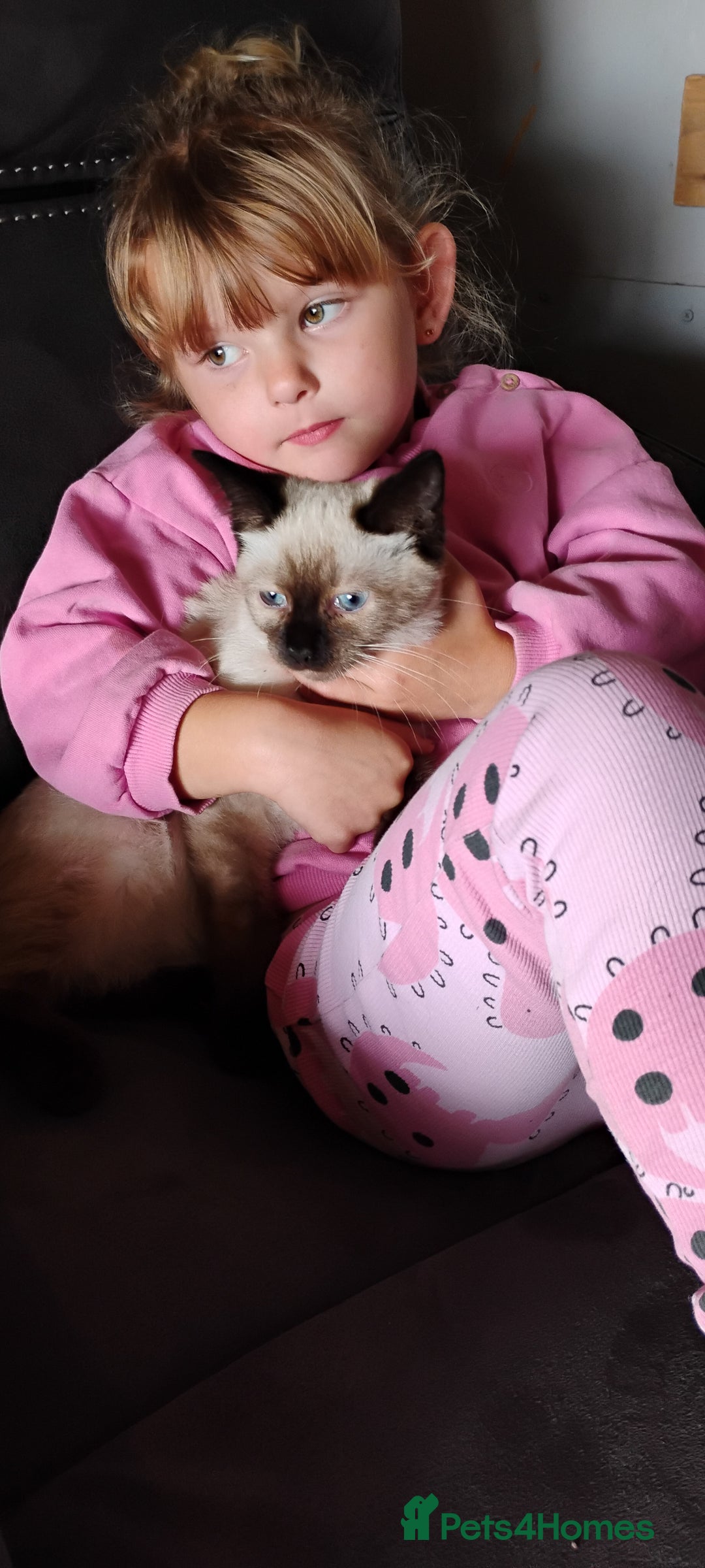 Ragdoll cats for sale: Ragdoll X Siamese kittens - Image 4