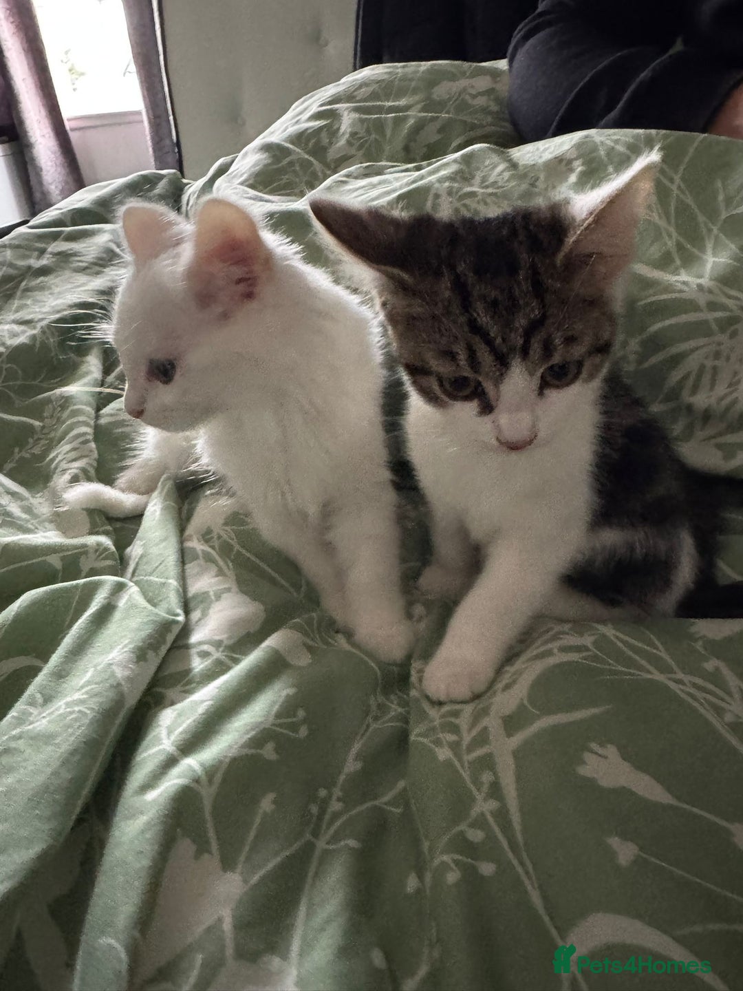 Mixed Breed cats for sale:  11 Week Old Kittens Ready For A New Home ❤️ - Image 2