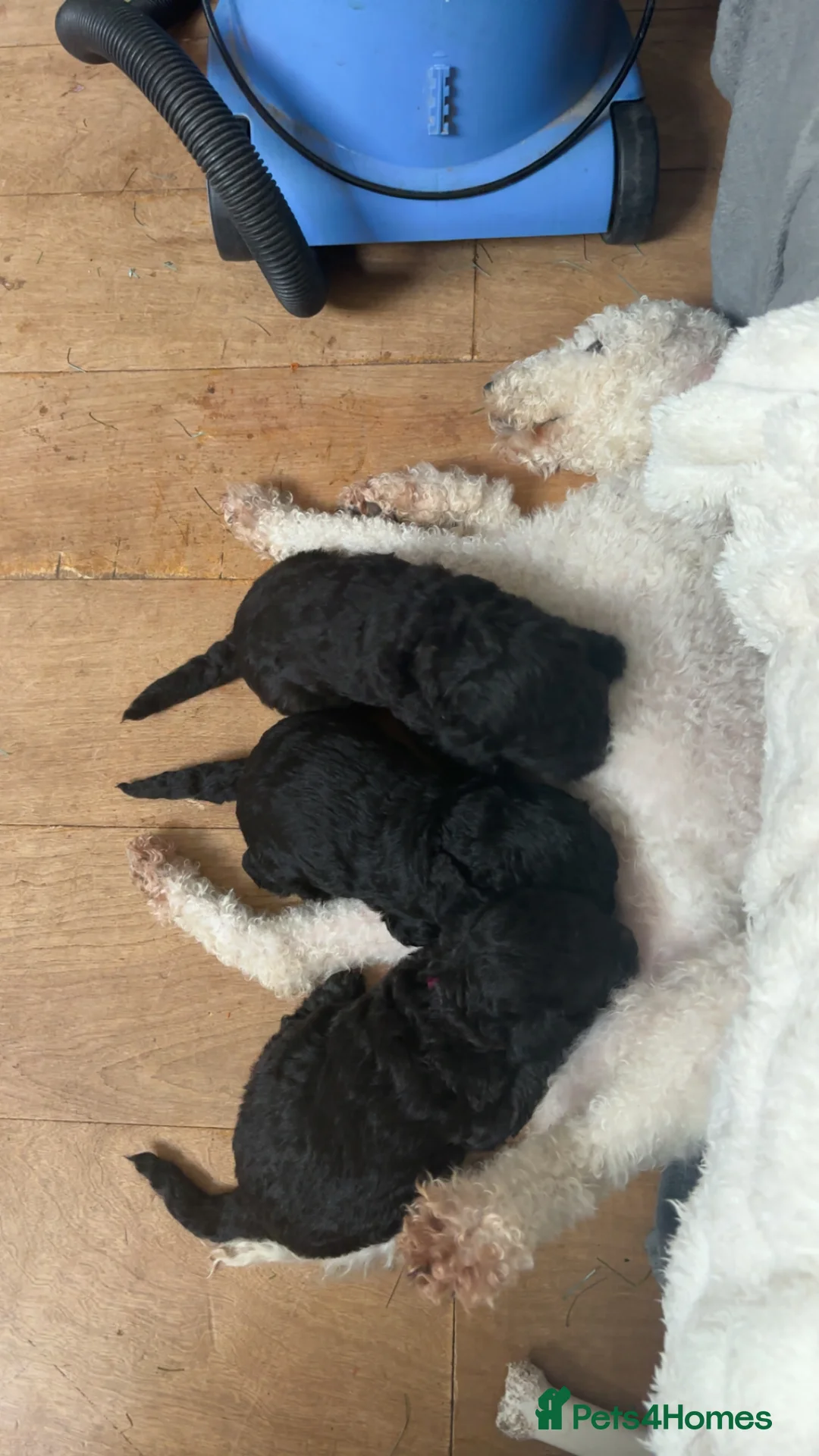 Bedlington Terrier dogs for sale: Bedlington terrier puppies  - Advert 4