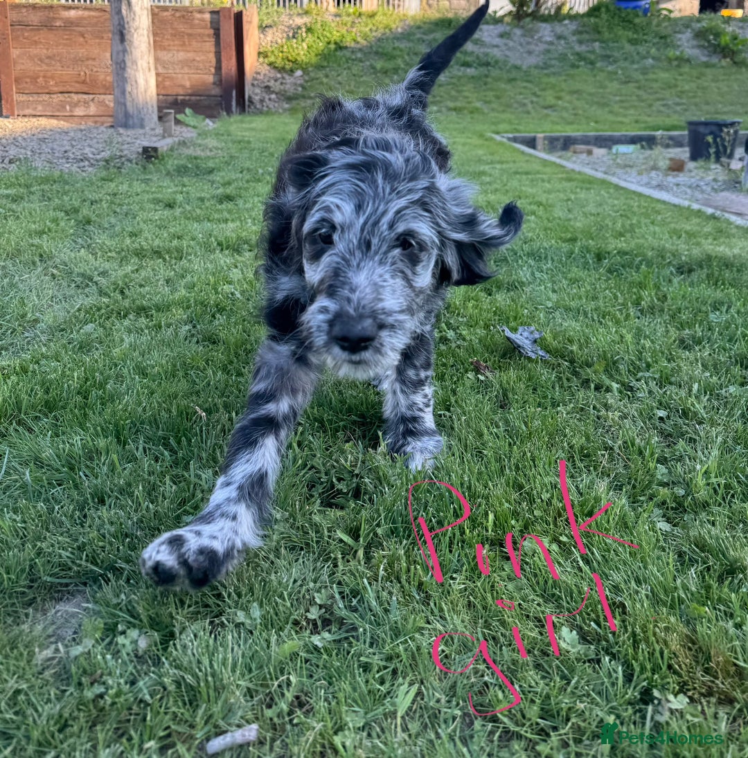 Goldendoodle dogs for sale:  F1b golden doodle puppies ready to go.  in Llandeilo - Image 2