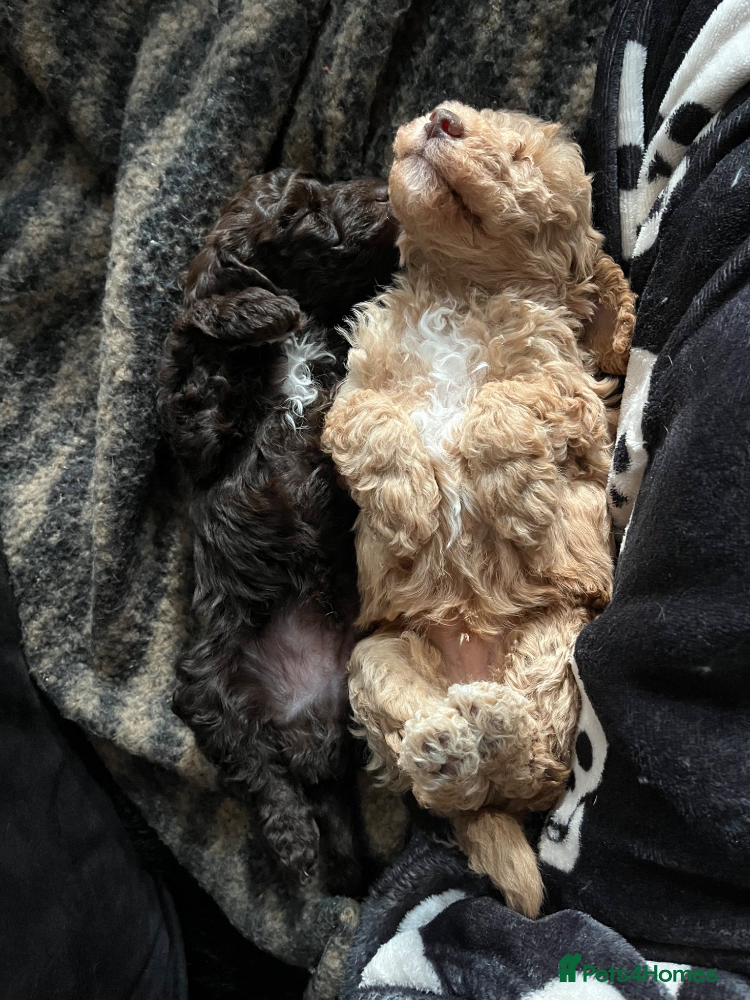 Toy Poodle dogs 🐾 Adorable Full Pedigree Toy Poodle Puppies - Advert 6