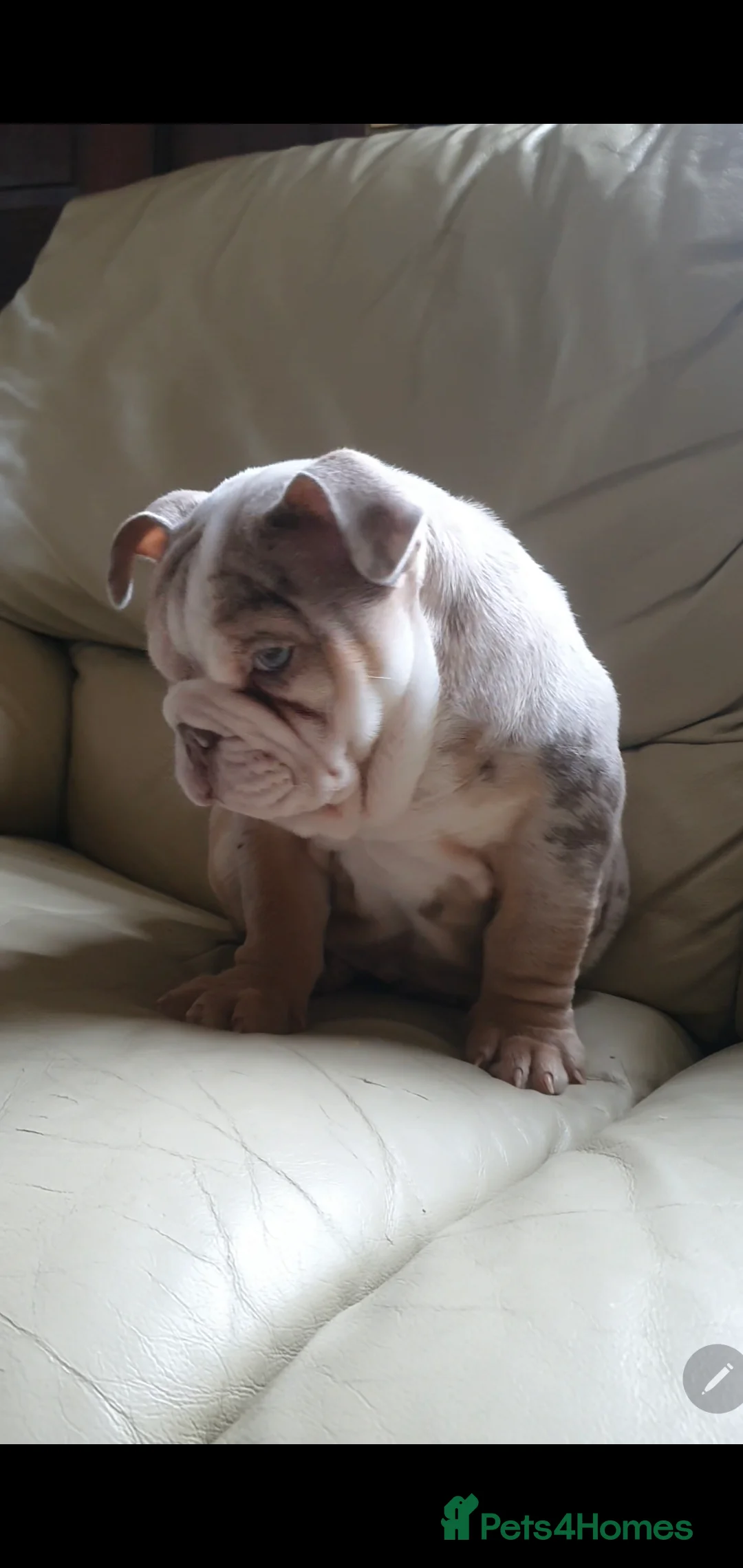 English Bulldog dogs for sale: Lovely lilac and tan Merle girl - Advert 2