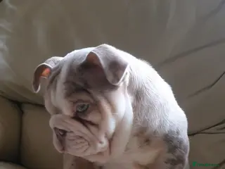 English Bulldog dogs Lovely lilac and tan Merle girl - Advert 2