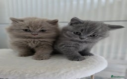 British Shorthair cats for sale: READY Pedigree British shorthair  - Image 4