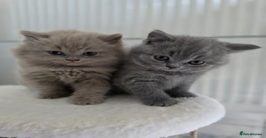 British Shorthair cats - Advert 13