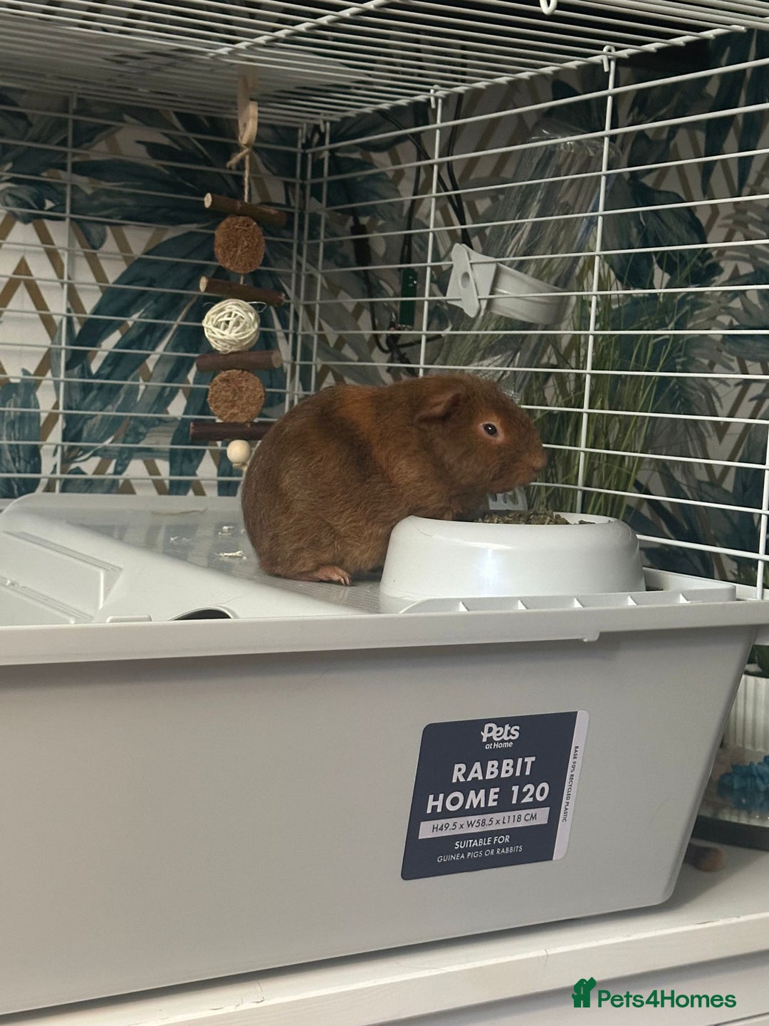 English rabbits for sale: Guinea pigs - Image 2