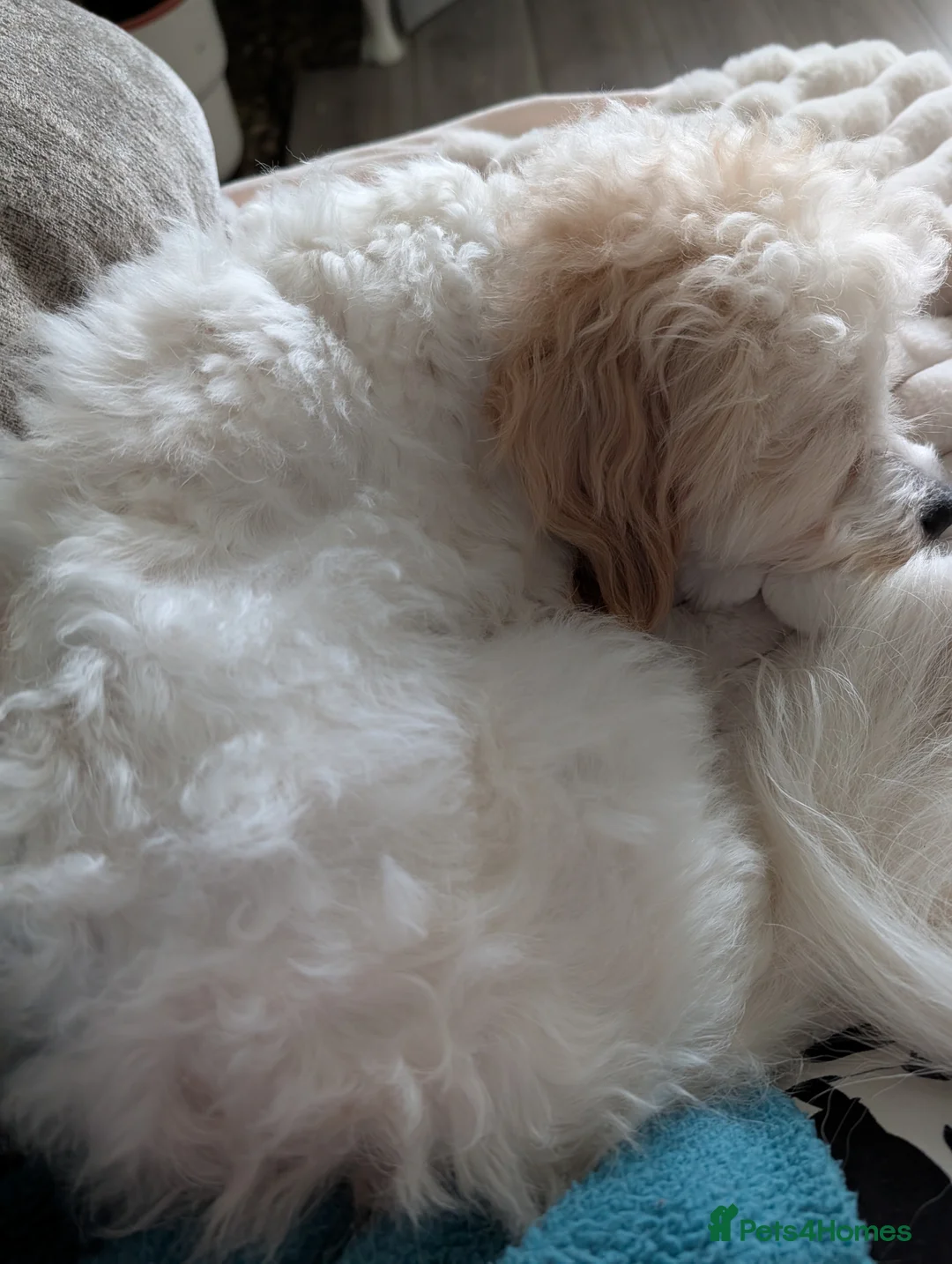 Cavapoochon dogs for sale: Male cavapoochon  - Advert 6