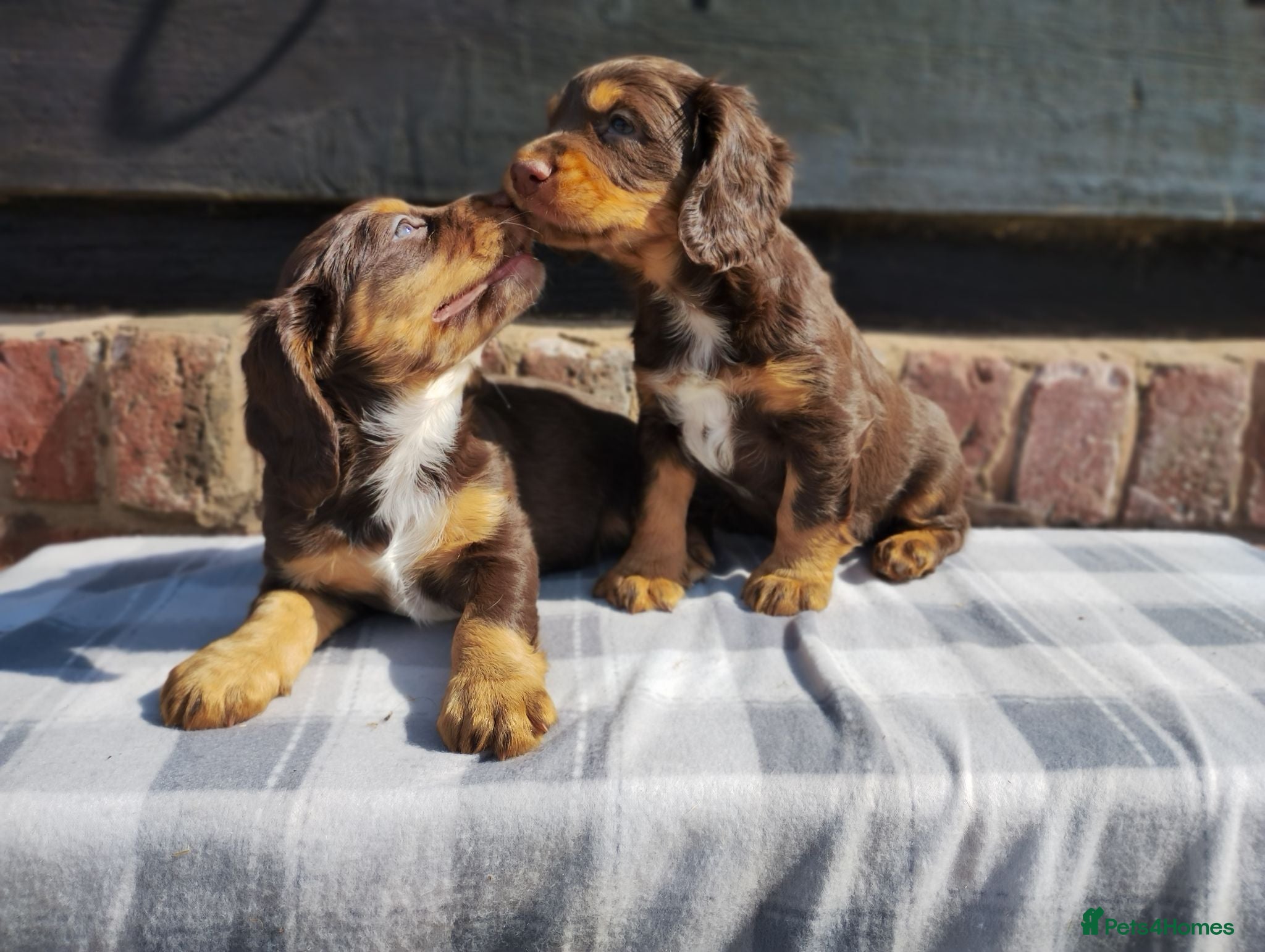 Cocker Spaniel dogs Cocker Spaniel Puppies  - Advert 5