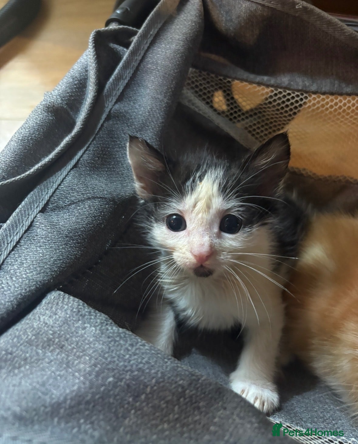Domestic Shorthair cats 1 beautiful kitten left - Advert 11