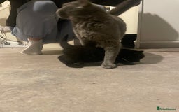 British Shorthair cats for sale: British Short Hair X - Image 3