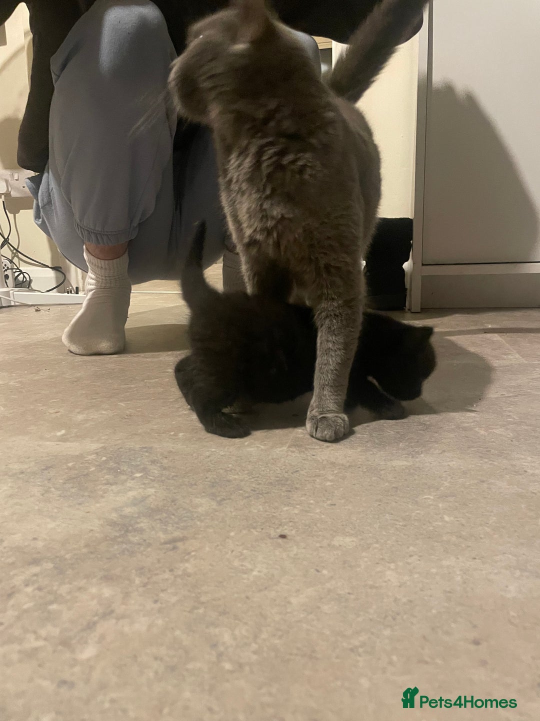 British Shorthair cats for sale: British Short Hair X - Image 3