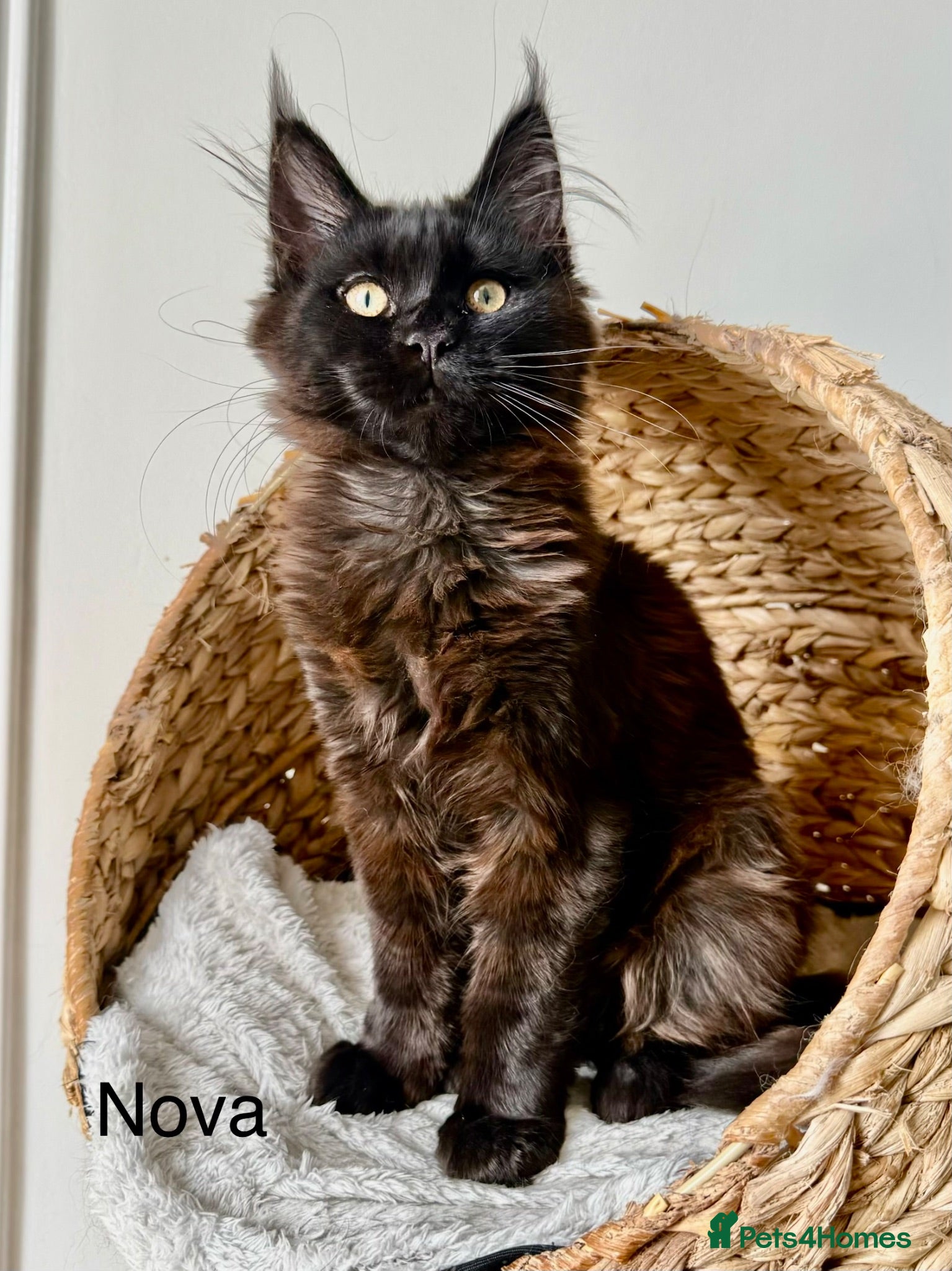 Maine Coon cats 🐾Tica registered Maine Coon Kittens Available 🐾 - Advert 1