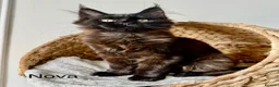 Maine Coon cats for sale: 🐾Tica registered Maine Coon Kittens Available 🐾 - Advert 1