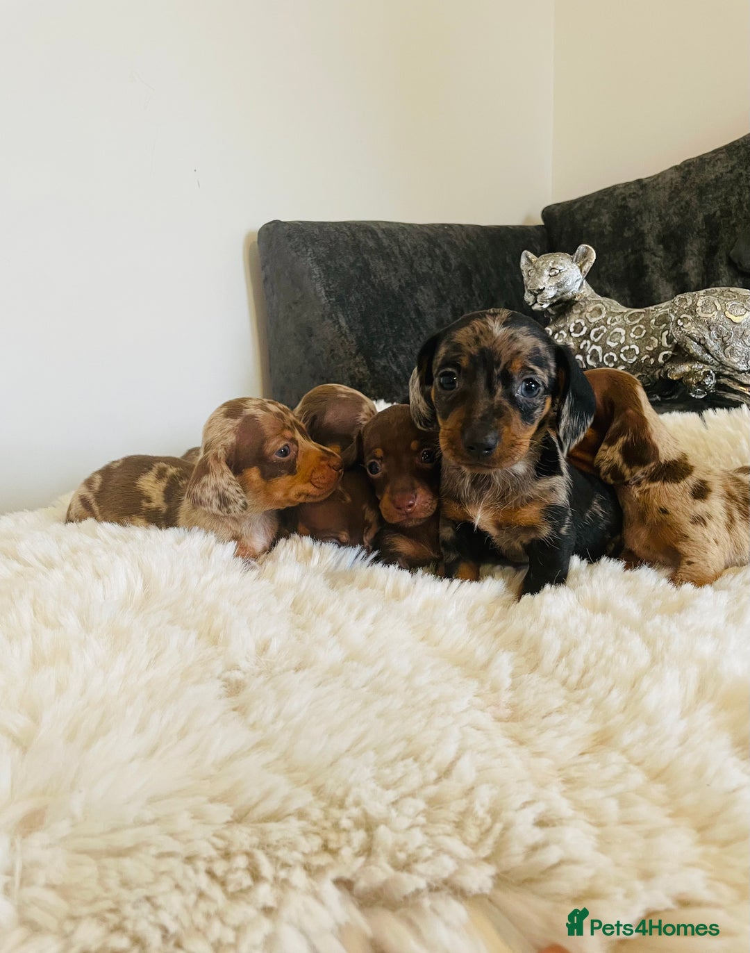 Miniature Dachshund dogs for sale: Miniature dachshund  - Advert 2